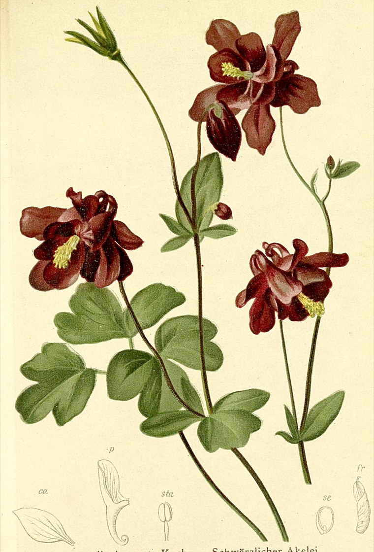 Aquilegia atrata - Atlas der Alpenflora, 1882