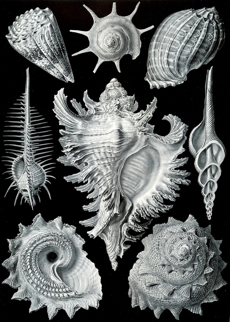 Prosobranchia, coquillages - Ernst Haeckel, Kunstformen der Natur, 1904