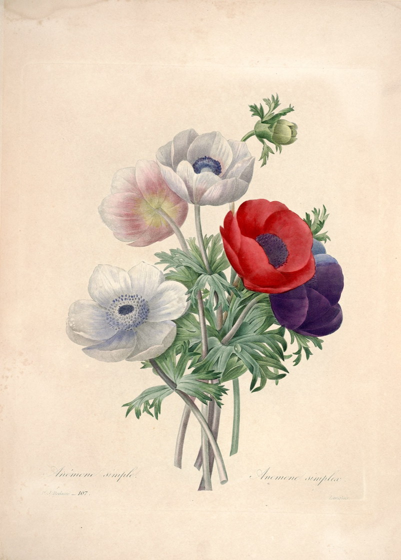 Anémone simple - Pierre-Joseph Redouté, 1827