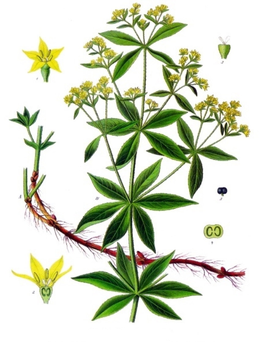 Rubia tinctorum, la garance des teinturiers - Köhler, 1897