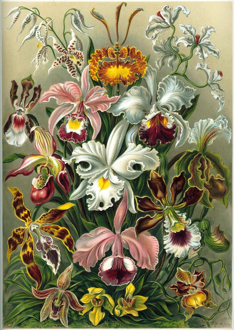 Orchidae - Ernst Haeckel, Kunstformen der Natur, 1904