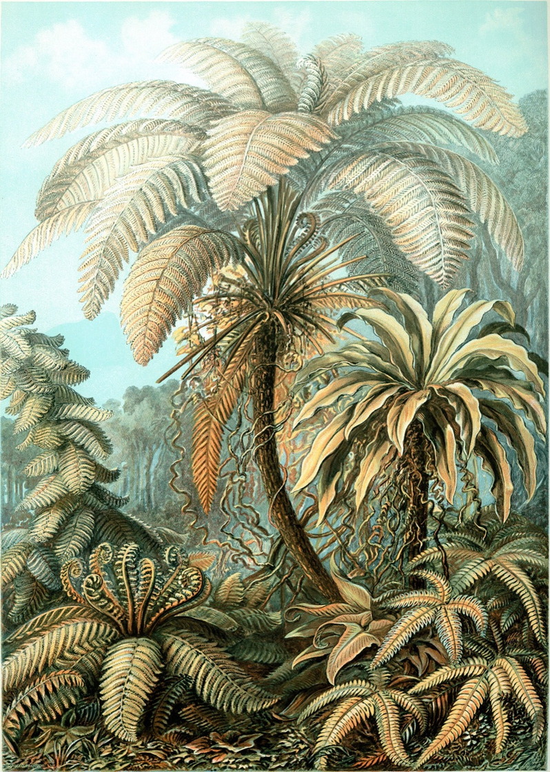 Filicinae - Ernst Haeckel, Kunstformen der Natur, 1904