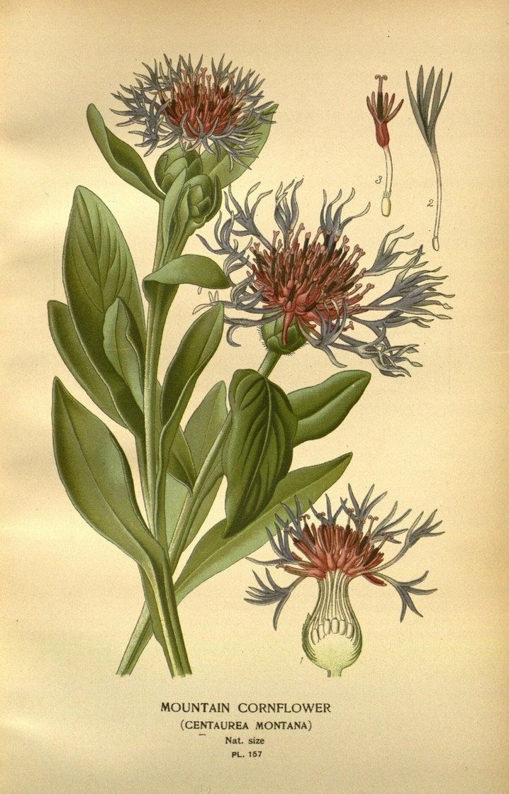Le bleuet des montagnes - chromolithographie botanique, XIXe siècle