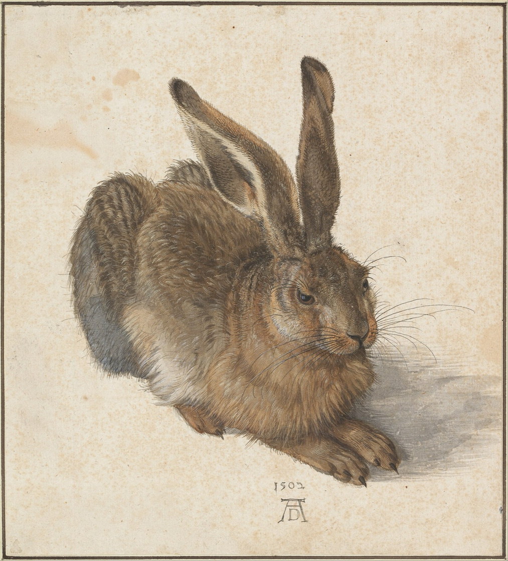 Le Jeune Lièvre - Albrecht Dürer, 1502, Albertina