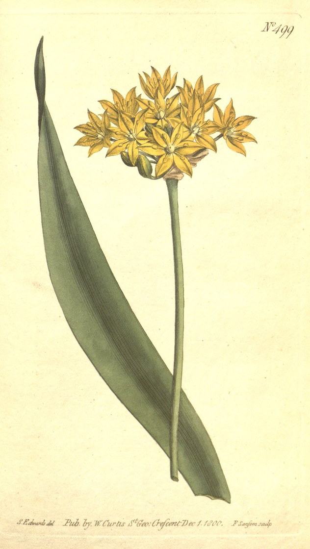 Le moly d’Homère (Allium moly) - The Botanical Magazine, 1800