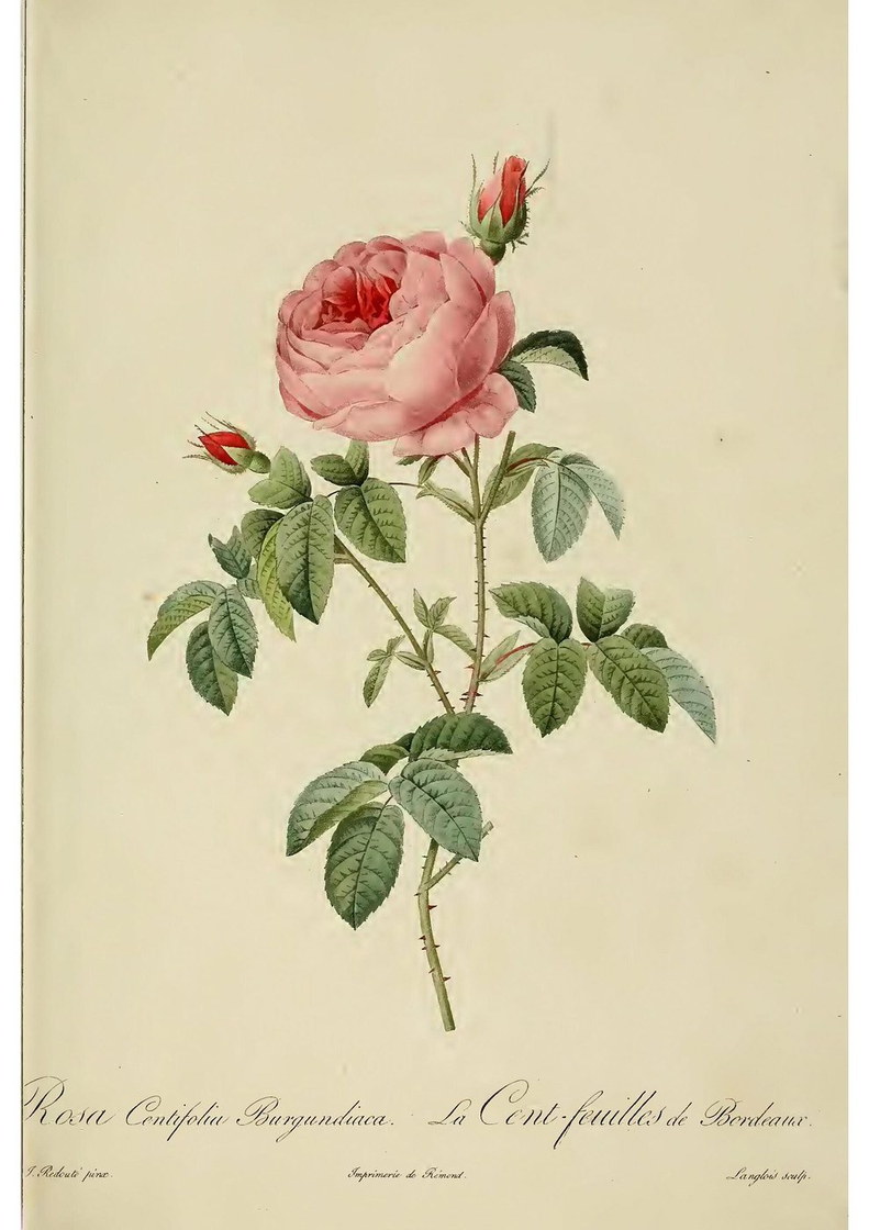 Rosa centifolia, la rose cent-feuilles - Pierre-Joseph Redouté