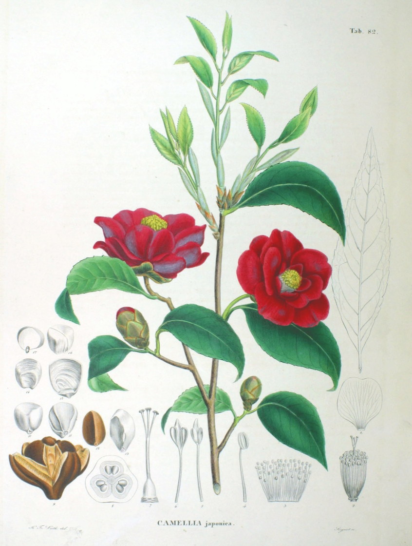 Camellia japonica - planche botanique, XIXᵉ siècle