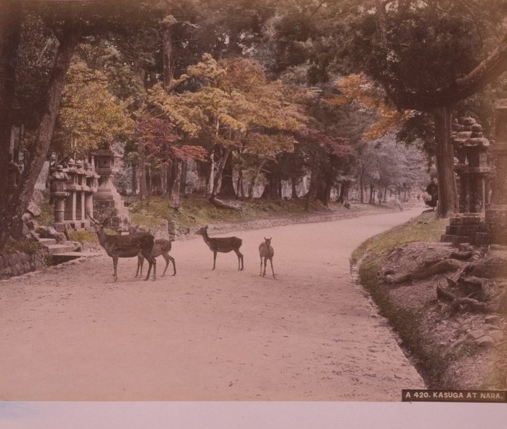 Les daims de Kasuga à Nara - photographie albuminée rehaussée, v. 1890