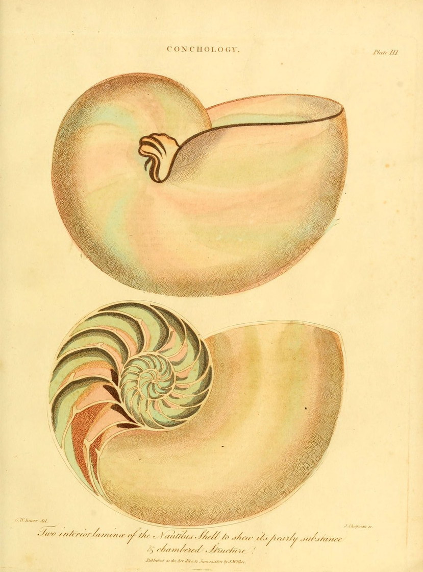 Le nautile en coupe - Encyclopaedia Londinensis, vers 1820
