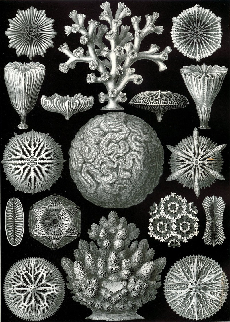 Hexacoralla - Ernst Haeckel, Kunstformen der Natur, 1904