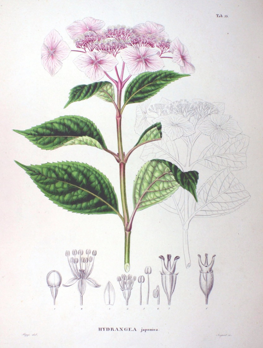 Hydrangea macrophylla - planche botanique, XIXᵉ siècle