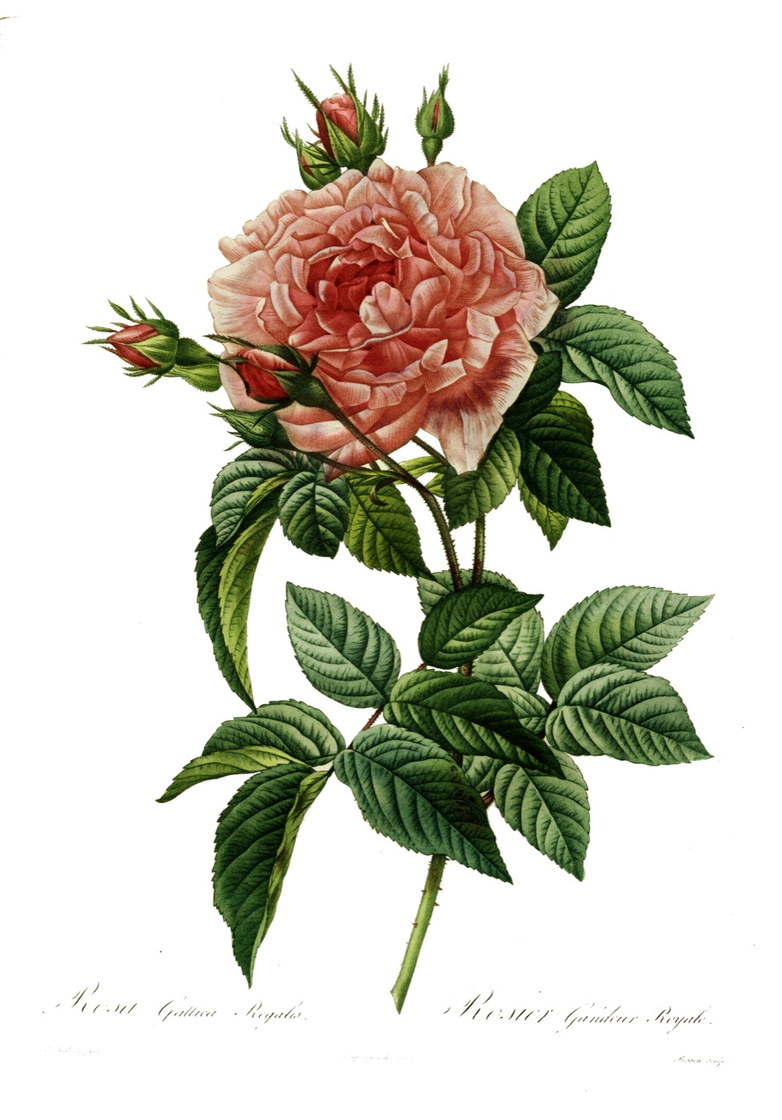 Rosa gallica regalis - Pierre-Joseph Redouté, Les Roses, 1817
