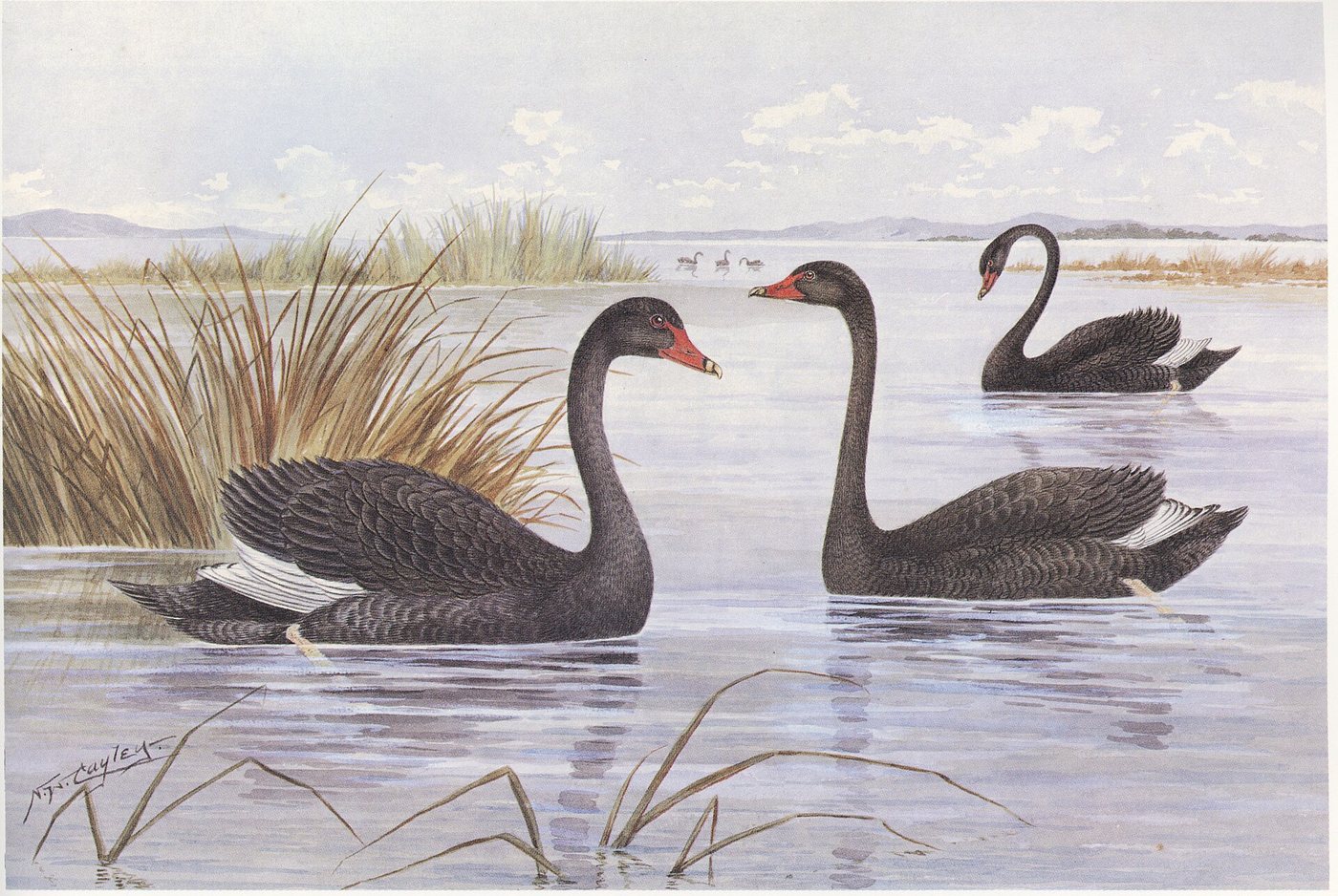 Cygnes noirs - planche naturaliste, Neville Cayley