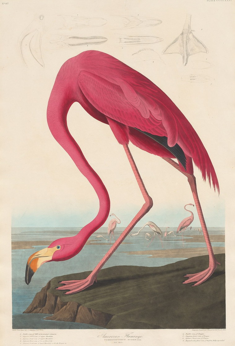 Flamant d'Amérique - Robert Havell d'après Audubon, Birds of America, 1838