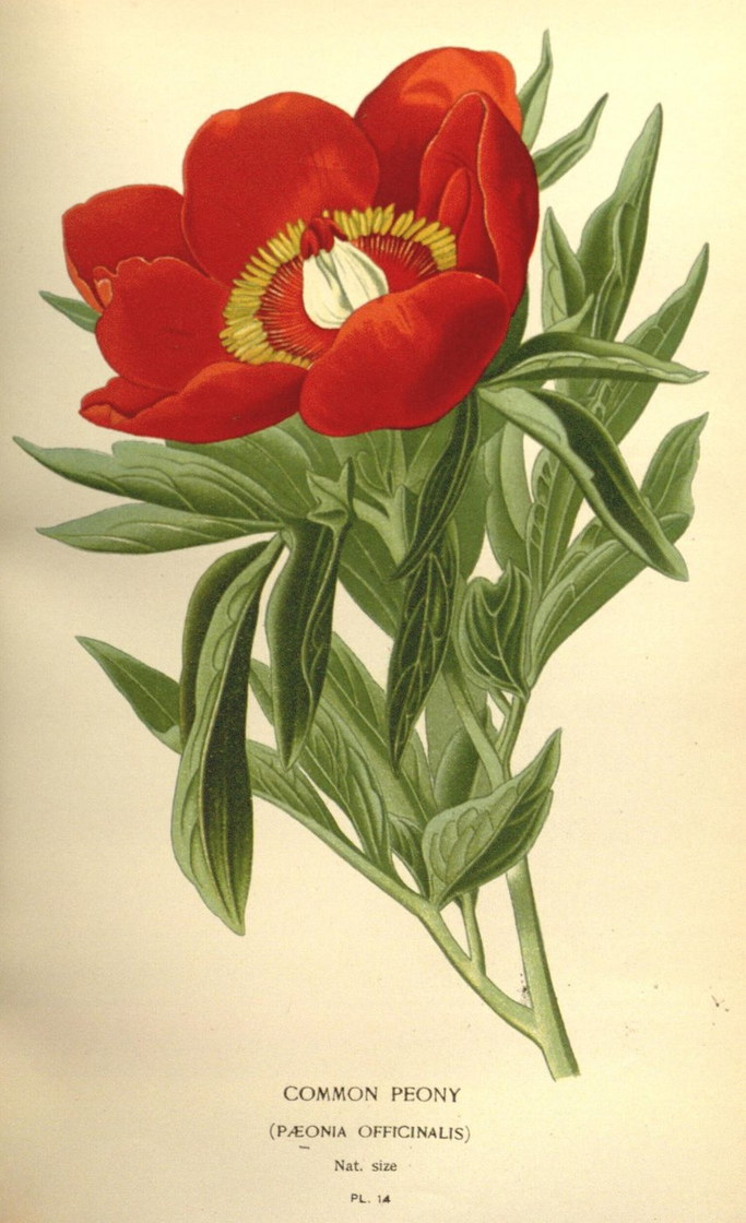 La pivoine officinale - chromolithographie botanique, XIXe siècle