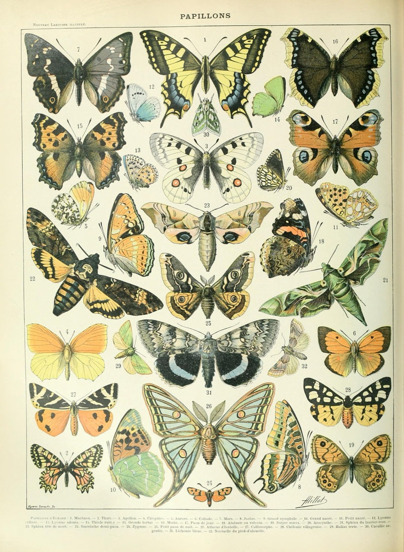 Papillons - Adolphe Millot, Nouveau Larousse illustré, v. 1900
