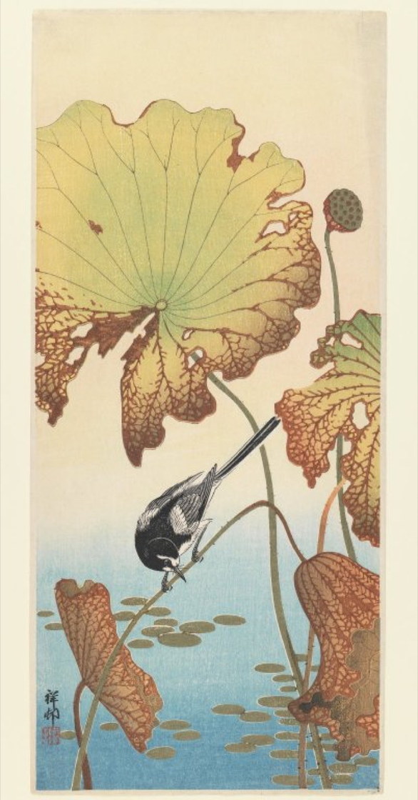 Bergeronnette et lotus - Ohara Koson, v. 1910, Brooklyn Museum
