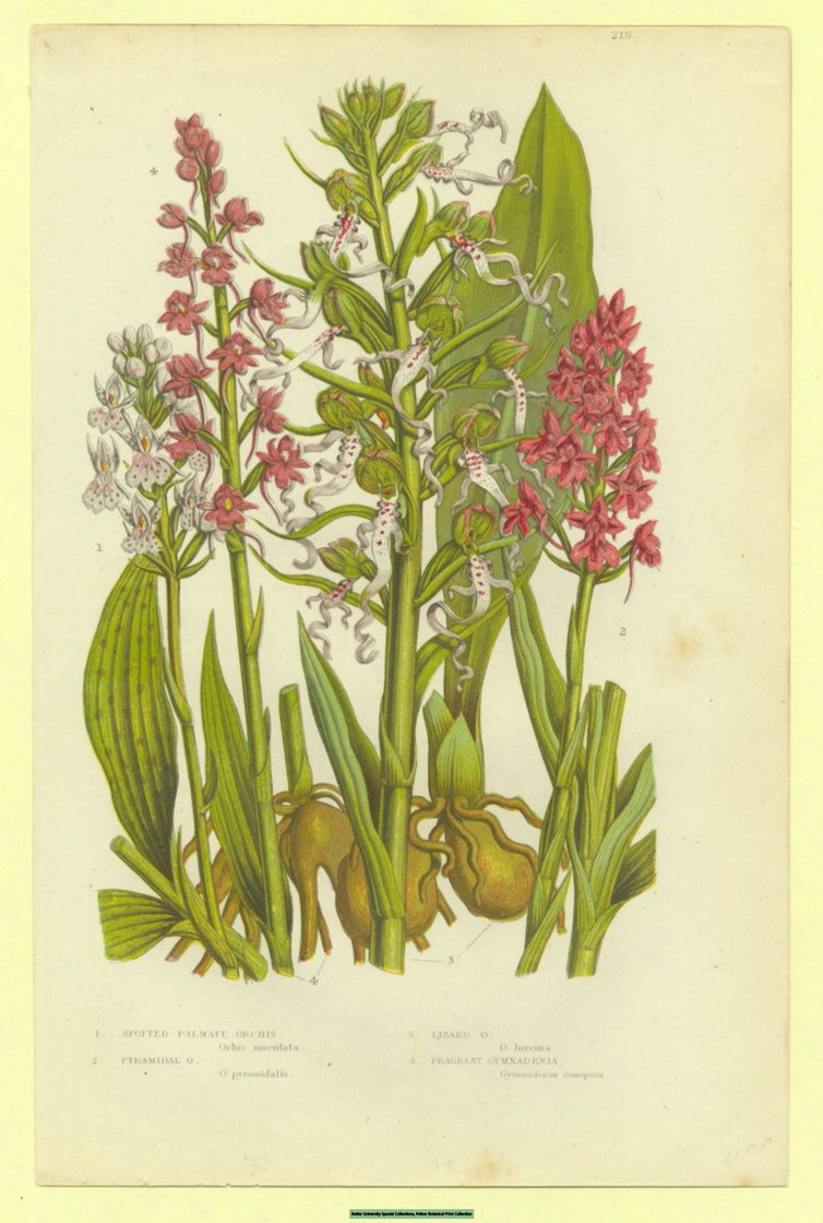 Orchidées sauvages (Orchis et Gymnadenia) - planche botanique, XIXe siècle