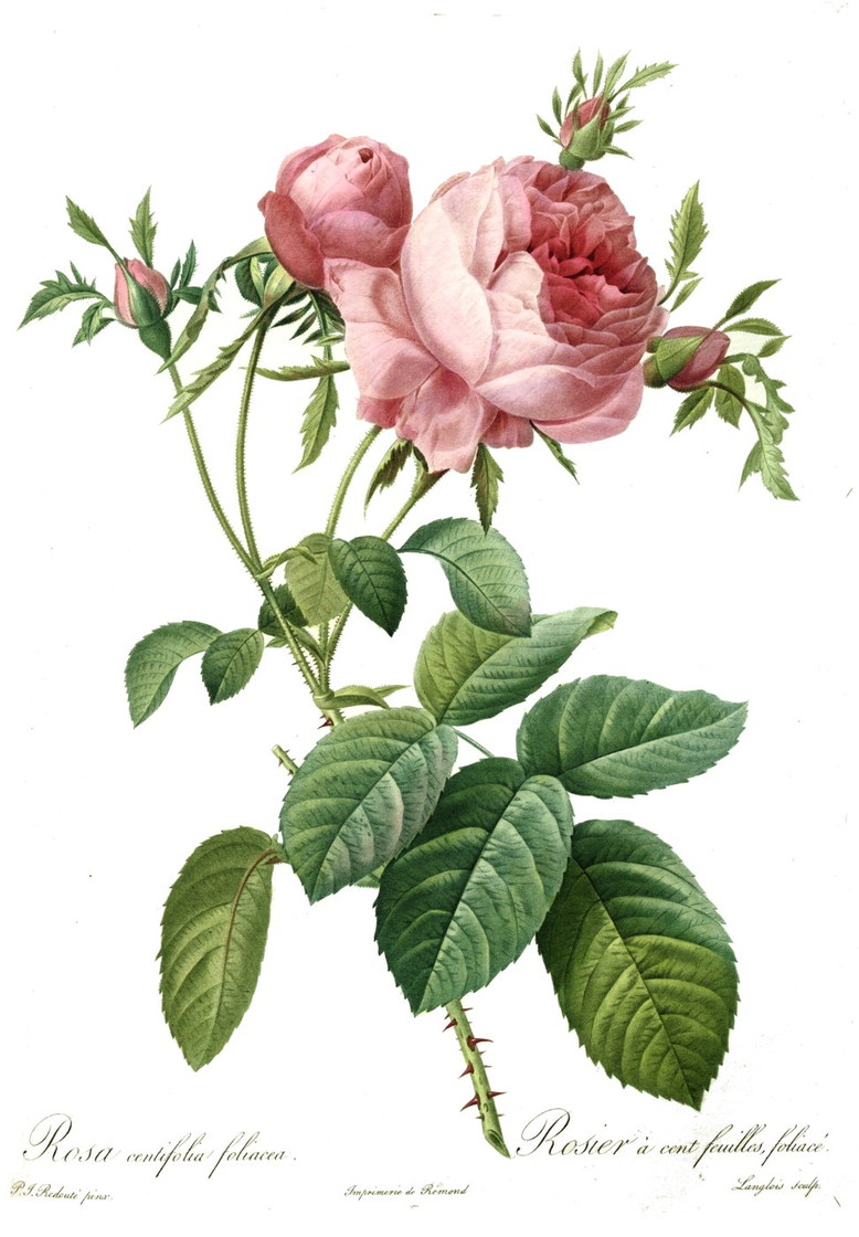 Rosa centifolia - Pierre-Joseph Redouté, Les Roses, 1817-1824
