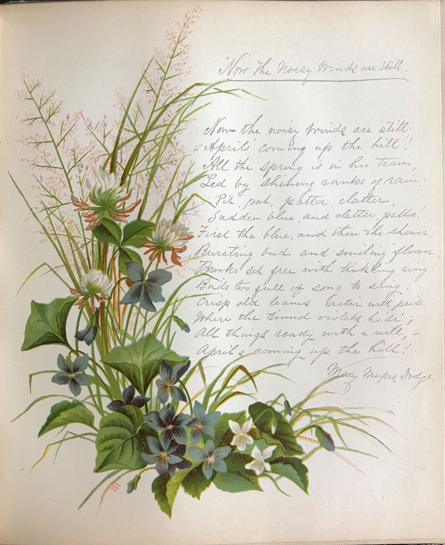 Violettes et trèfle blanc - chromolithographie, 1883