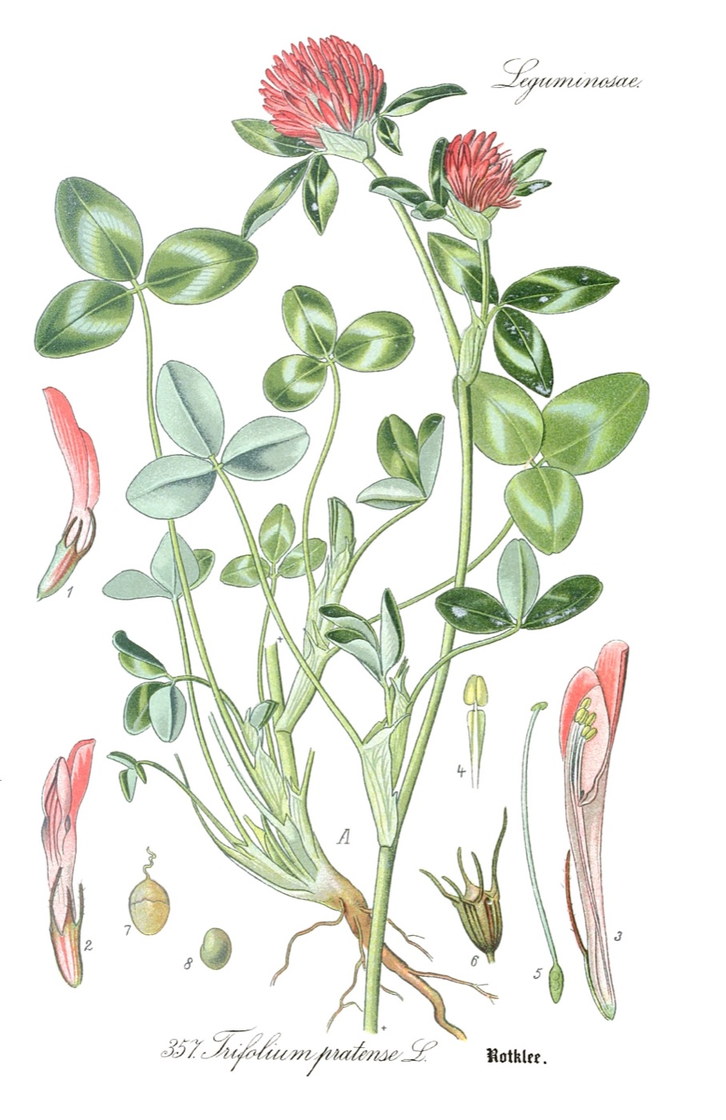 Trifolium pratense - Otto Wilhelm Thomé, Flora von Deutschland, 1905