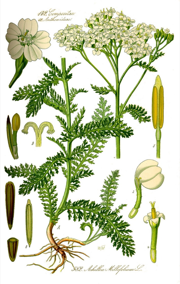 Achillea millefolium - Otto Wilhelm Thomé, Flora von Deutschland, 1885