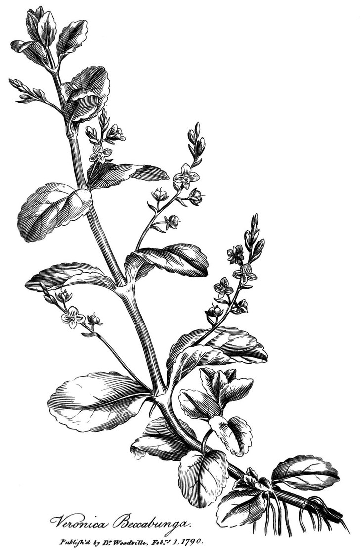 Veronica beccabunga, la véronique des ruisseaux - Medical Botany, 1790